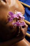 Nata-Orchid-in-the-Night-s32ejwlaim.jpg